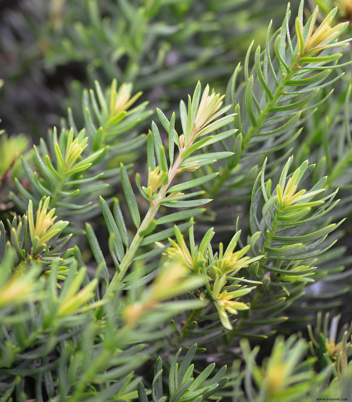 8 plantas de jardín bonitas pero peligrosas para cultivar con precaución 