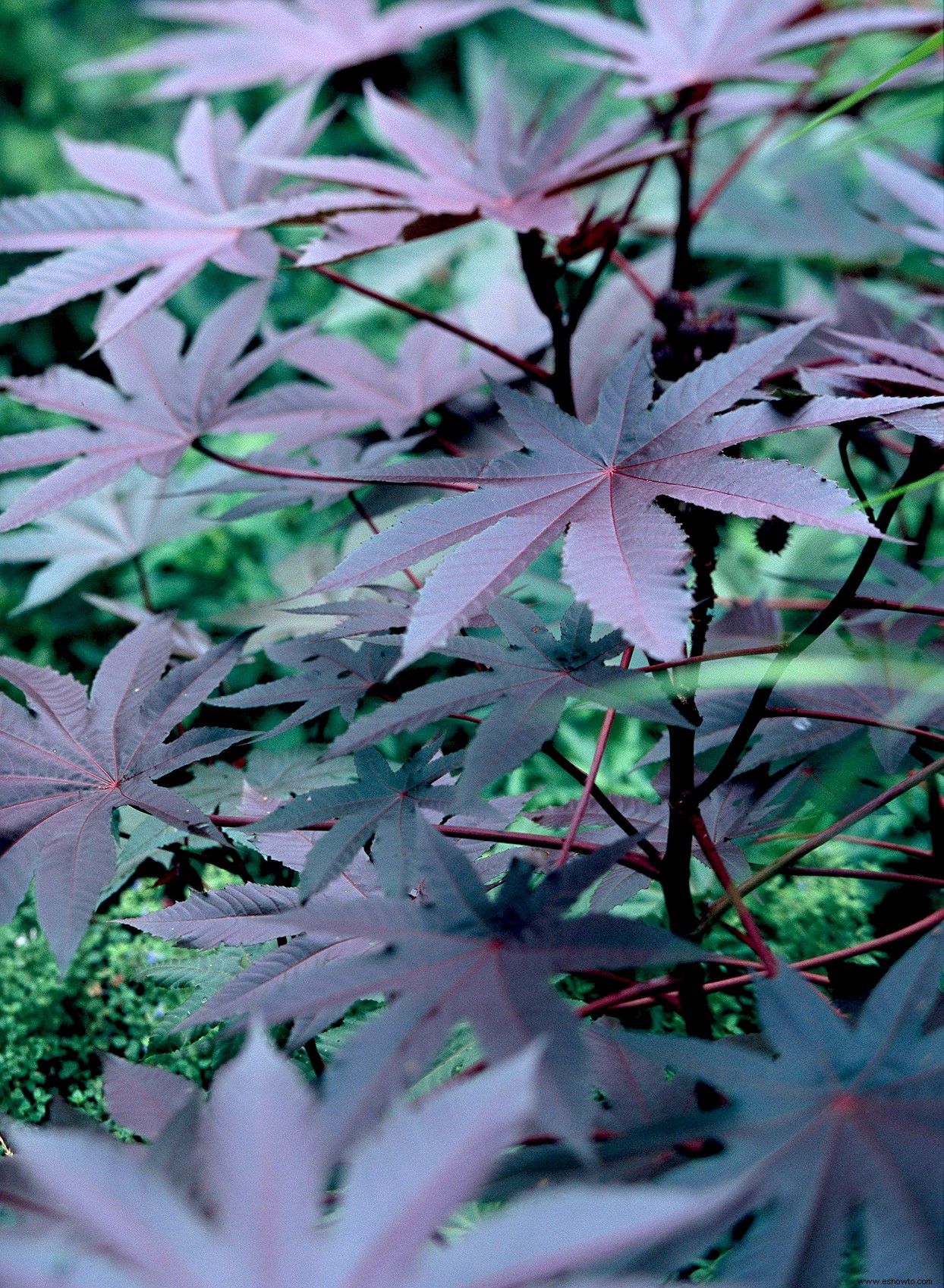 8 plantas de jardín bonitas pero peligrosas para cultivar con precaución 