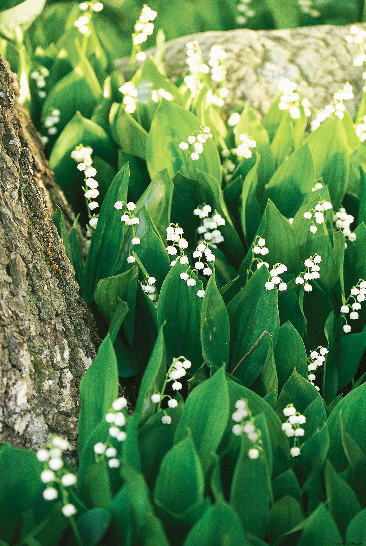 8 plantas de jardín bonitas pero peligrosas para cultivar con precaución 