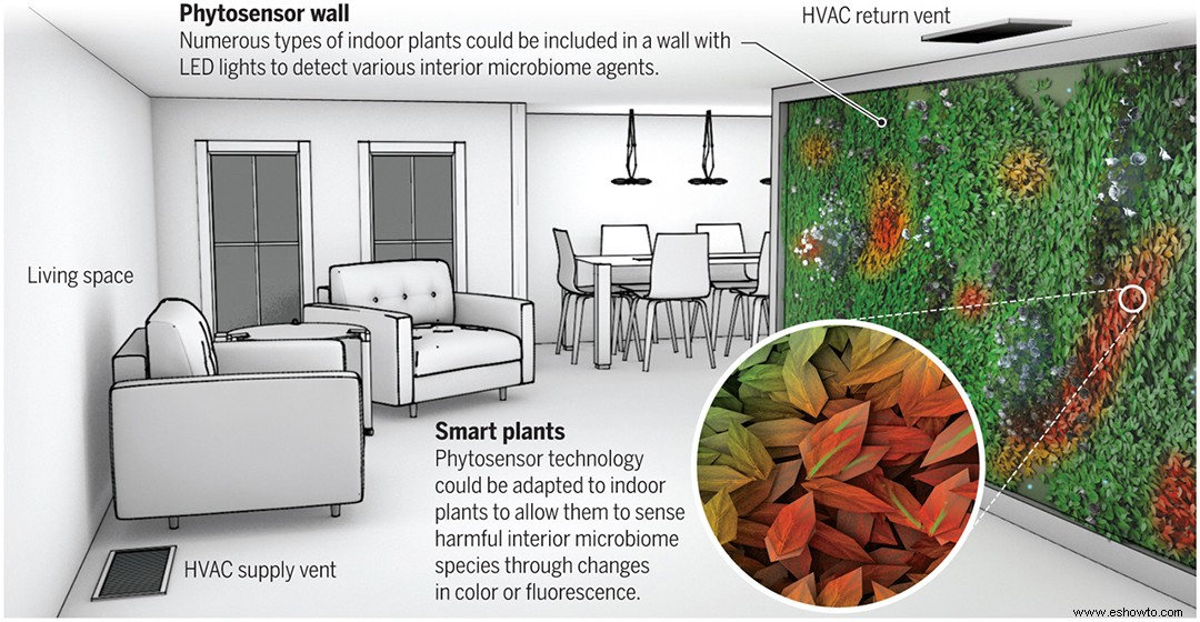 Las plantas de interior podrían detectar la mala calidad del aire en el futuro 