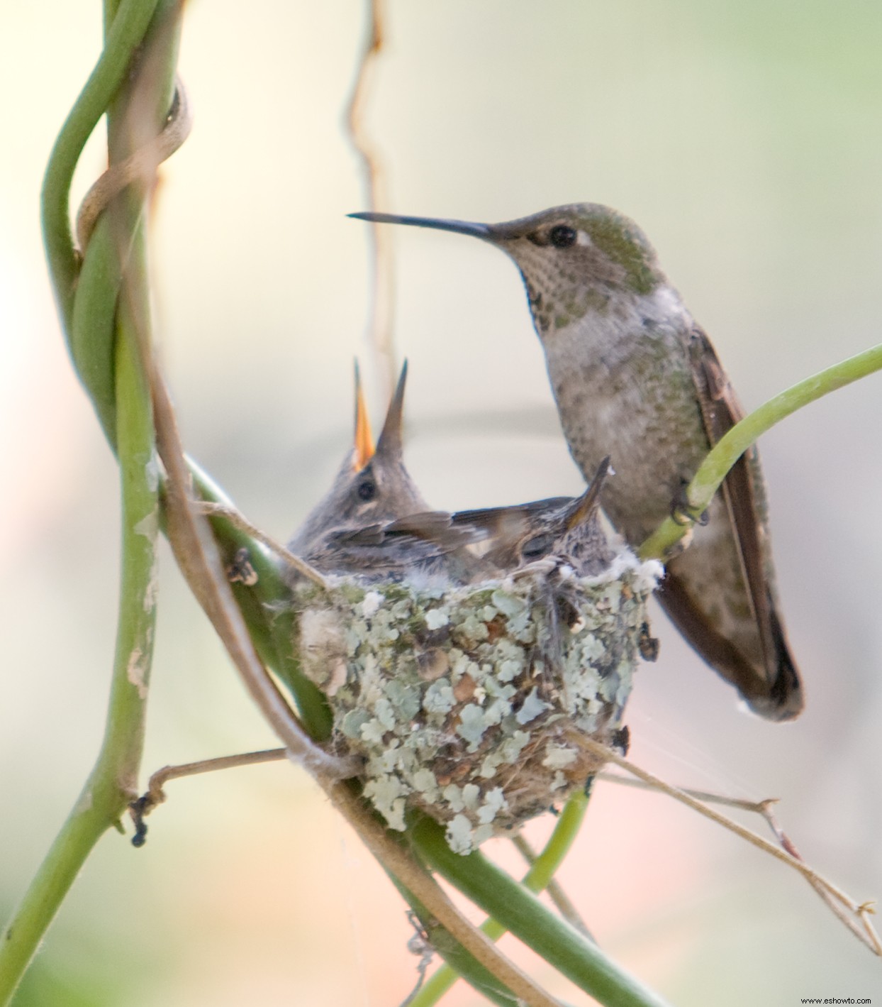 Cómo hacer un comedero para colibríes con un tarro de conservas 