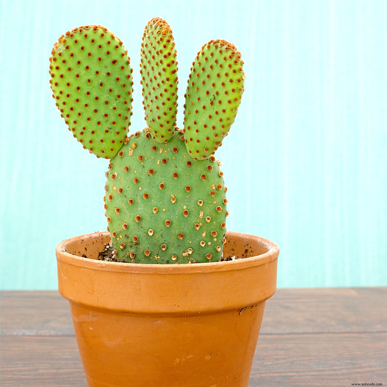 Las suculentas de conejito súper lindas se ven como pequeñas orejas de conejo 