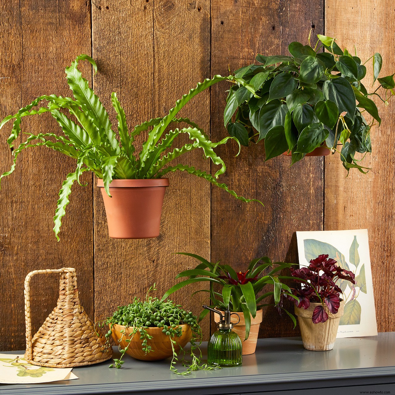 5 nuevas formas de exhibir plantas de interior 