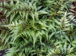 Guía experta: Cómo cuidar y cultivar helechos de exterior en tu jardín