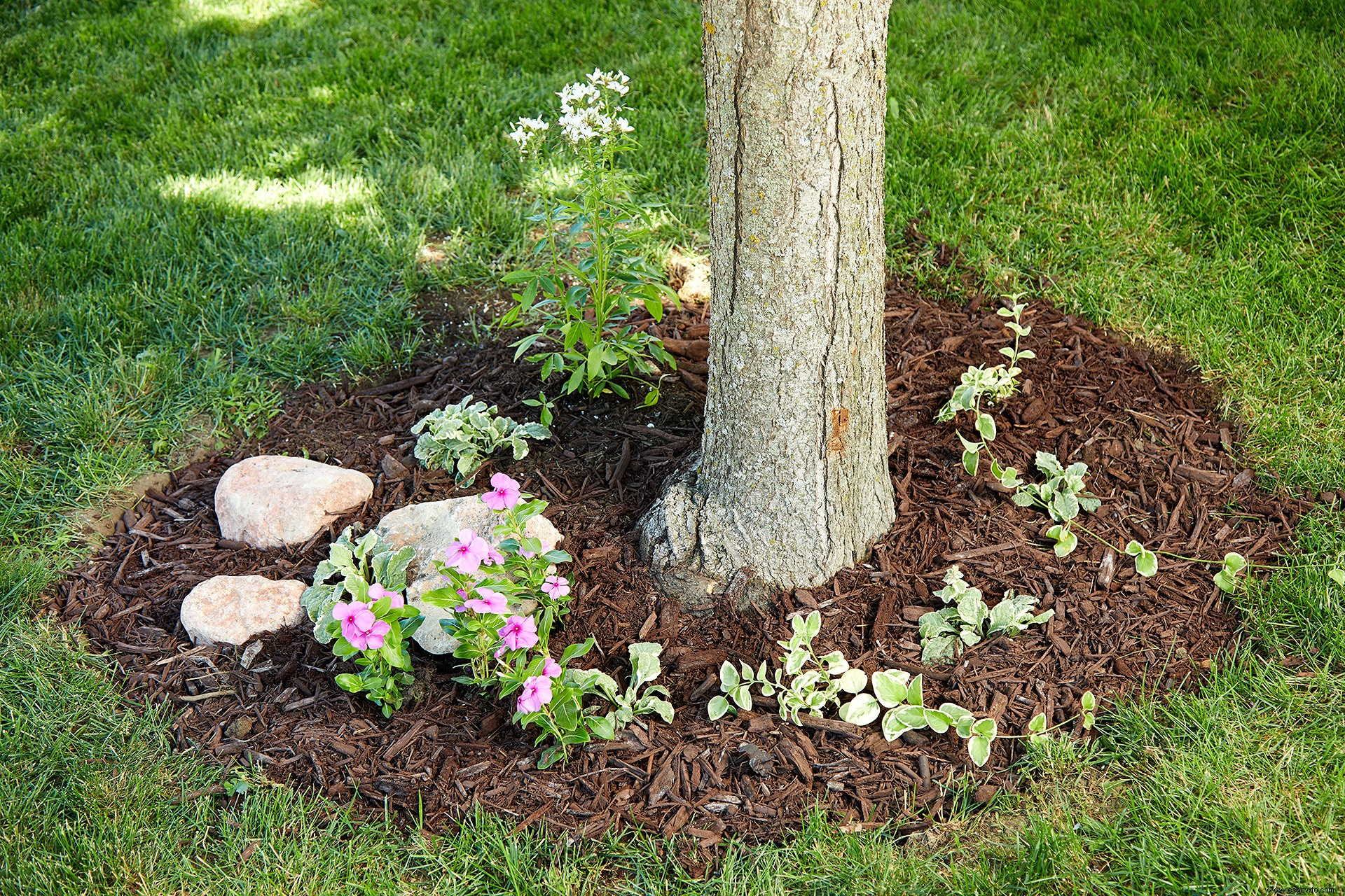 3 consejos para paisajismo debajo de los árboles para vestir su jardín 