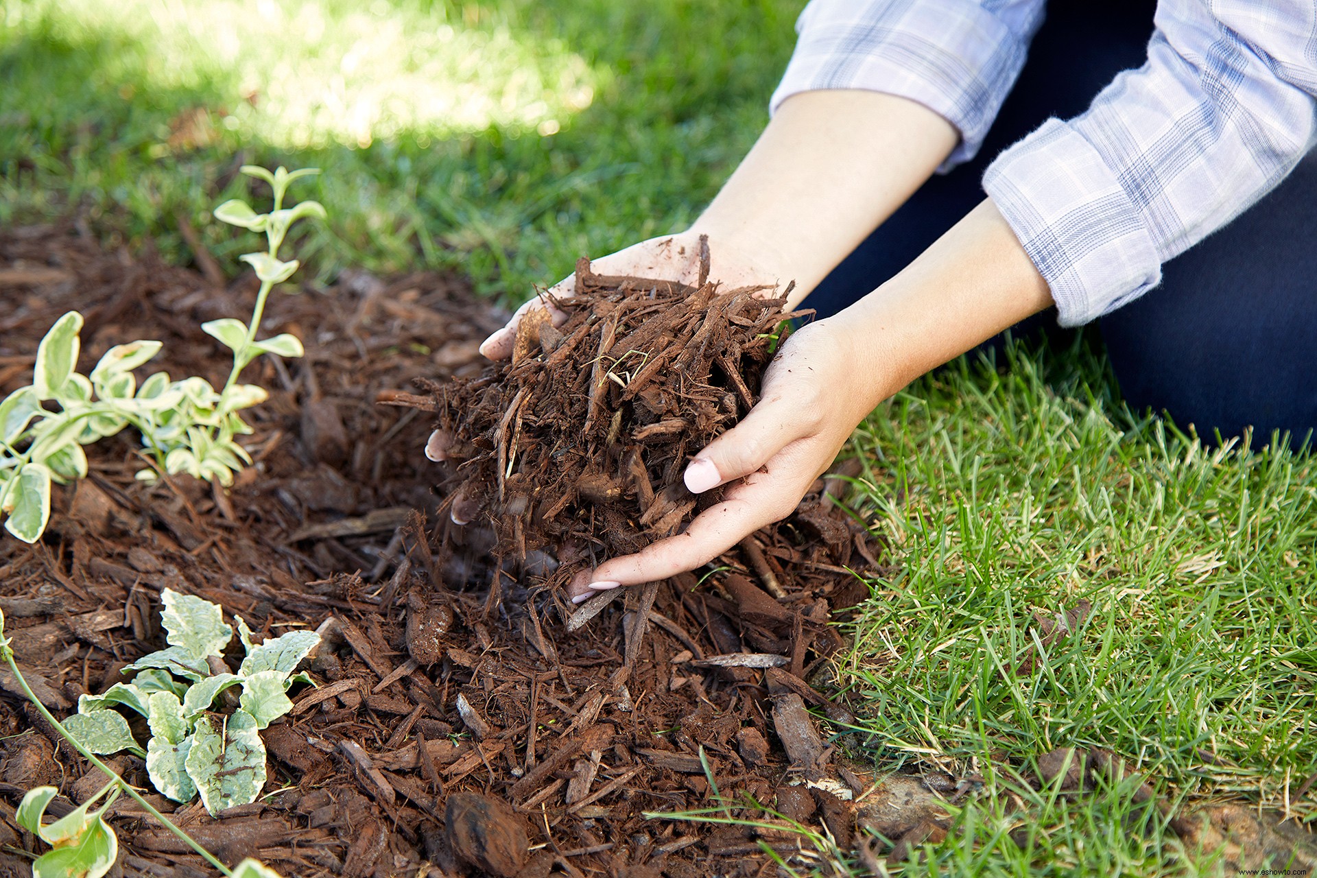 3 consejos para paisajismo debajo de los árboles para vestir su jardín 