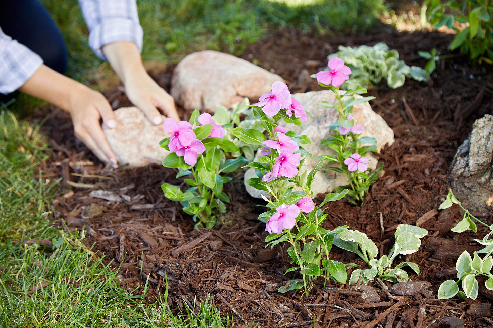 3 consejos para paisajismo debajo de los árboles para vestir su jardín 