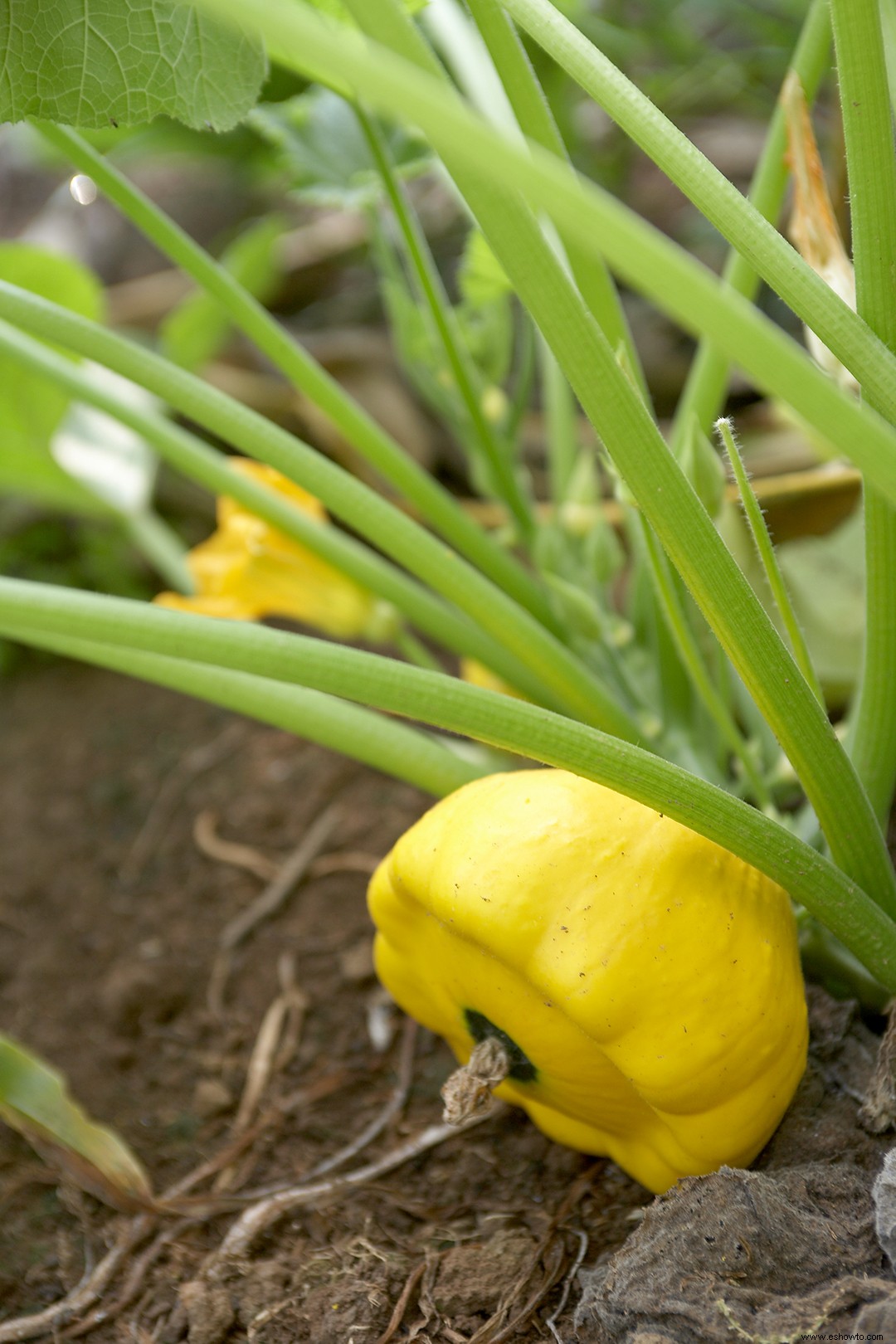 9 verduras y frutas en miniatura que puedes cultivar en tu jardín 