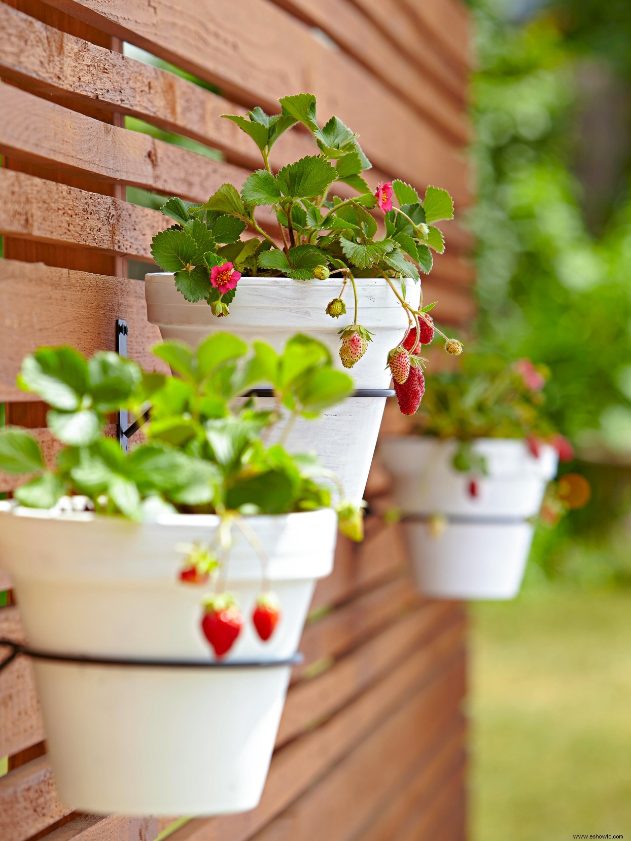 9 verduras y frutas en miniatura que puedes cultivar en tu jardín 