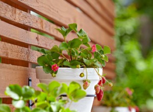 9 Frutas y Verduras en Miniatura Fáciles de Cultivar en Tu Jardín o Macetas