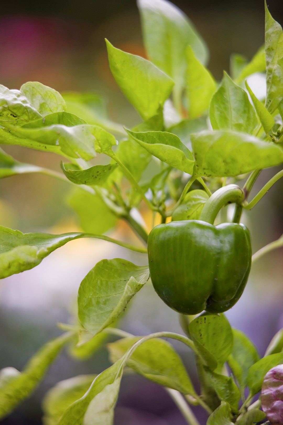 9 verduras y frutas en miniatura que puedes cultivar en tu jardín 