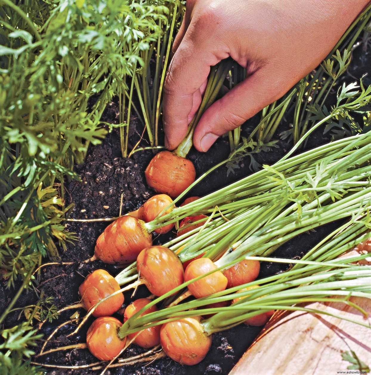 9 verduras y frutas en miniatura que puedes cultivar en tu jardín 