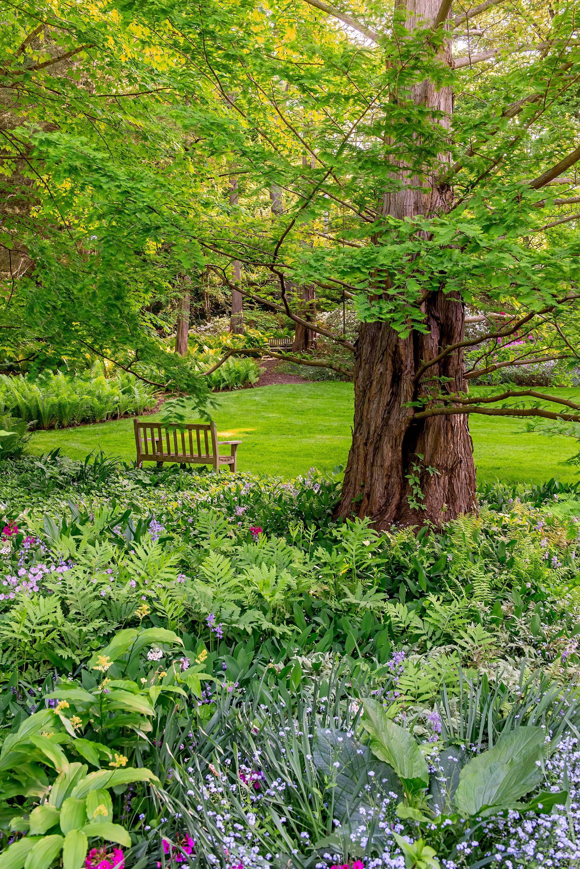 Este hermoso jardín de helechos muestra que estas plantas no son solo rellenos 