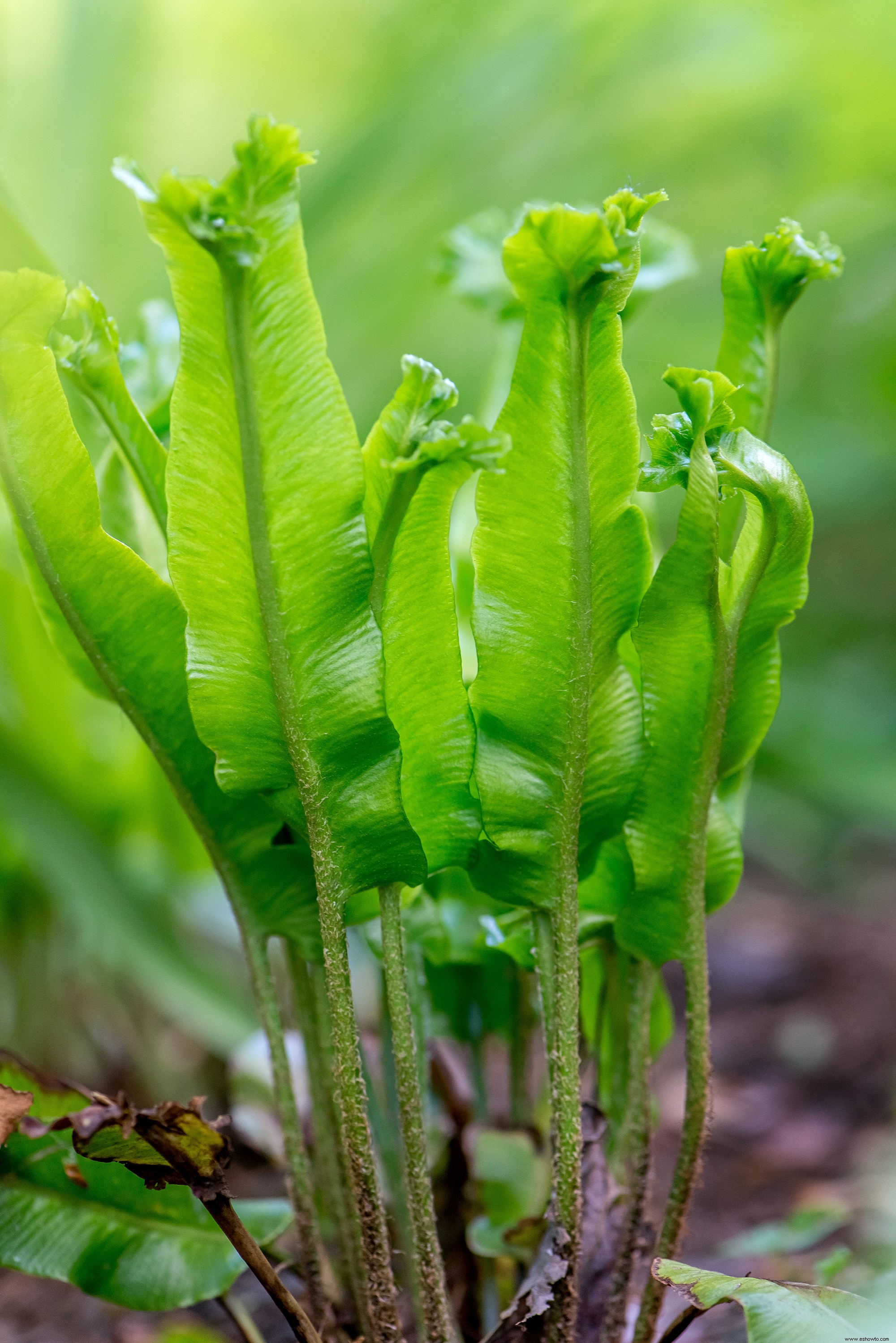 Este hermoso jardín de helechos muestra que estas plantas no son solo rellenos 