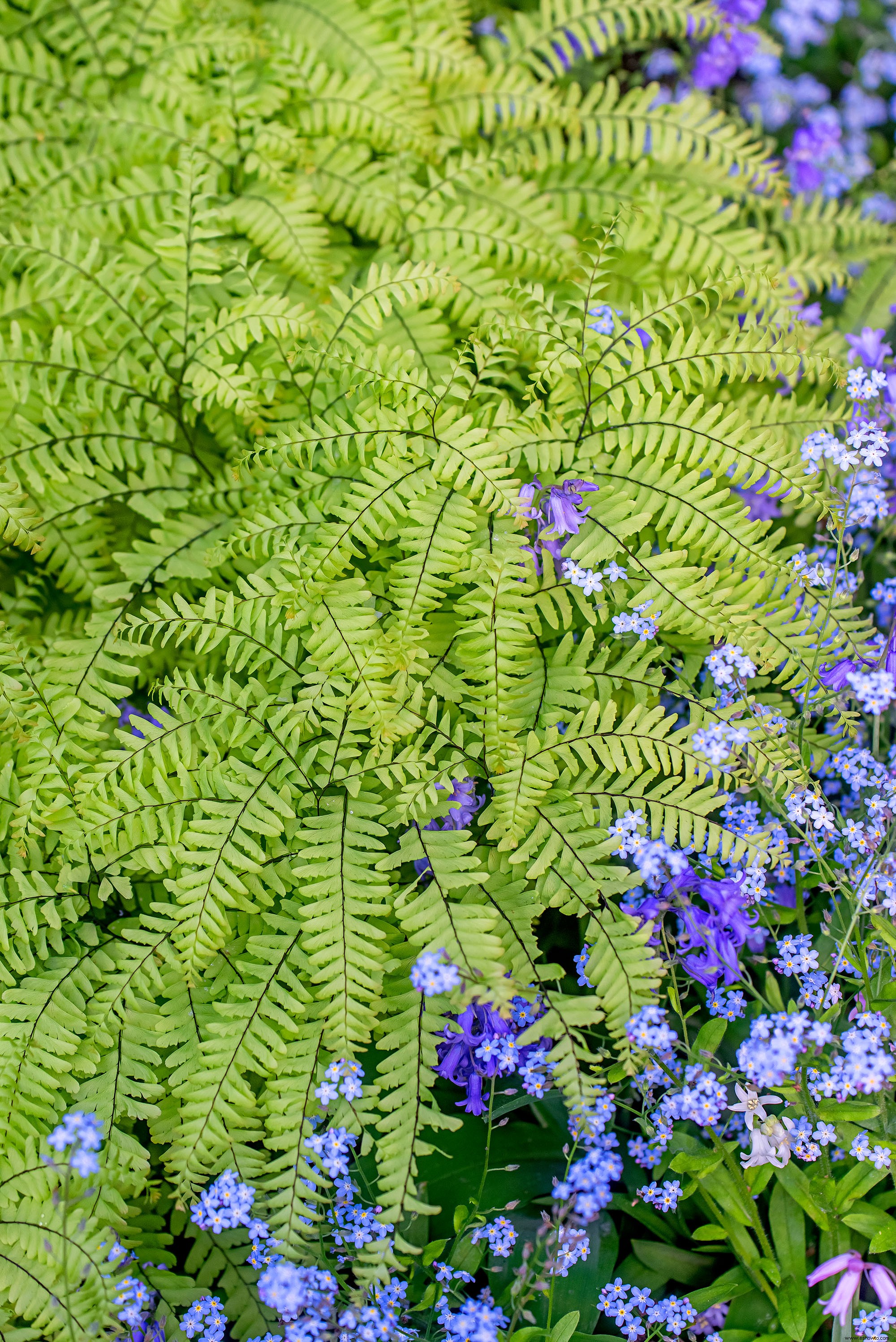 Este hermoso jardín de helechos muestra que estas plantas no son solo rellenos 