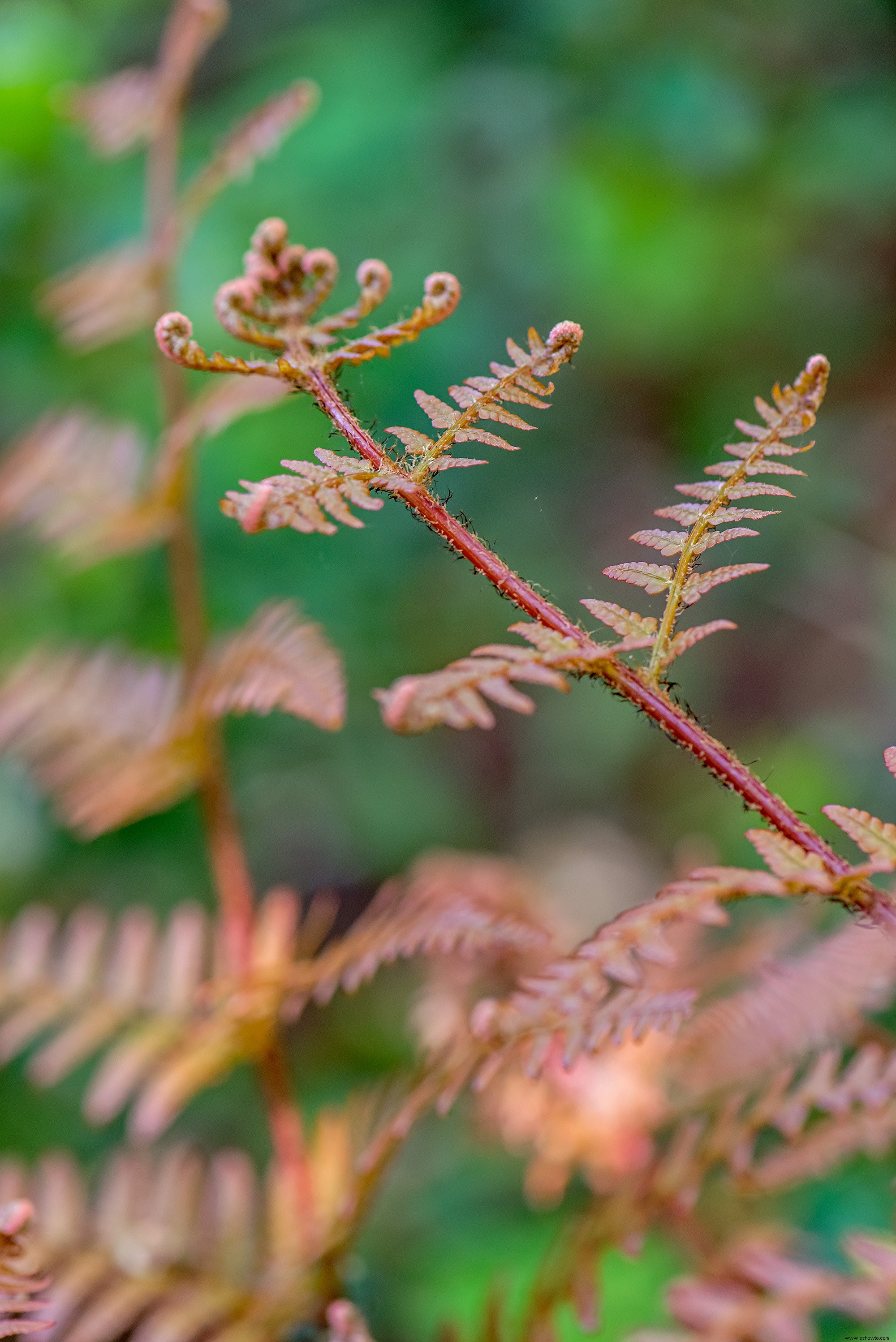 Este hermoso jardín de helechos muestra que estas plantas no son solo rellenos 