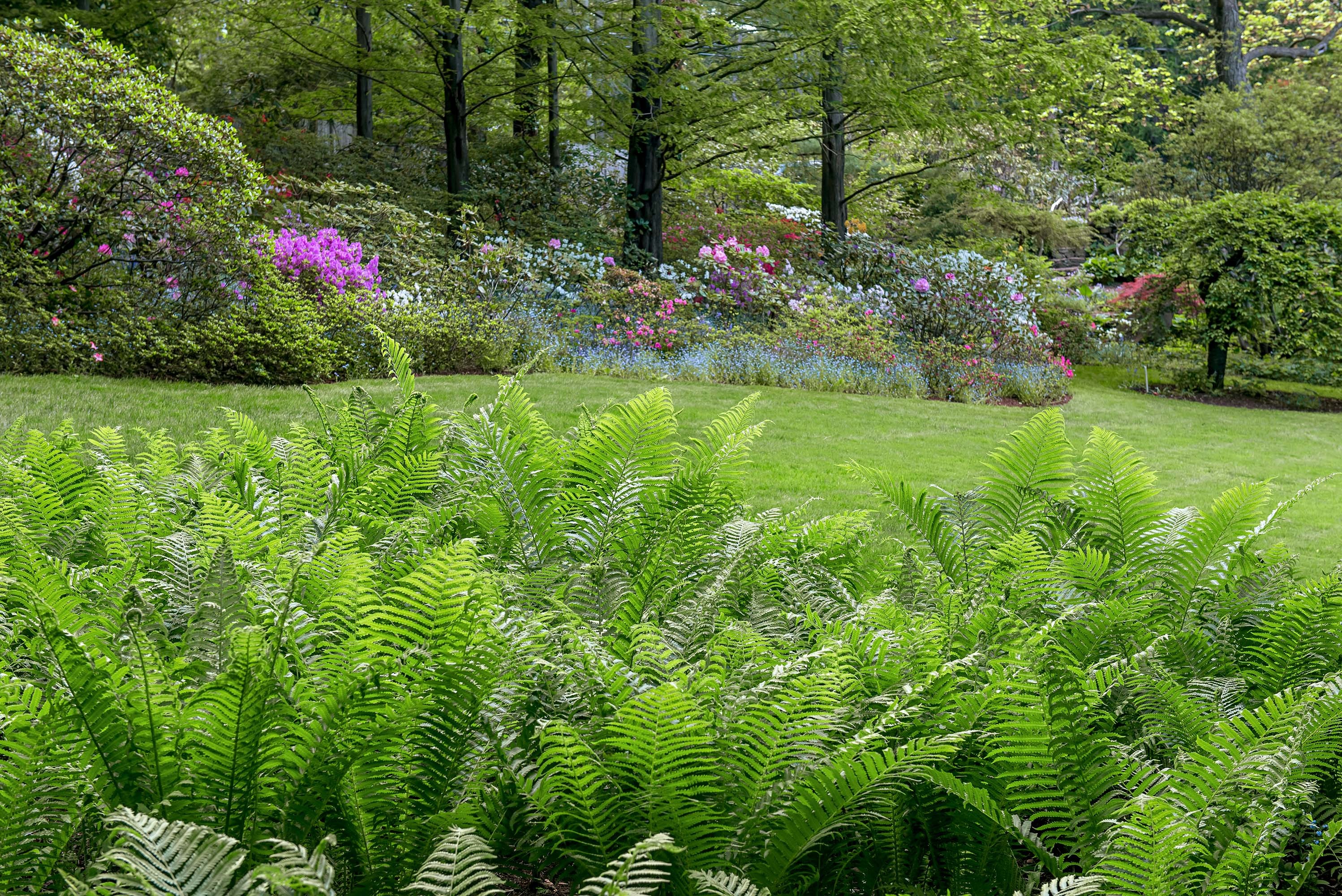 Este hermoso jardín de helechos muestra que estas plantas no son solo rellenos 