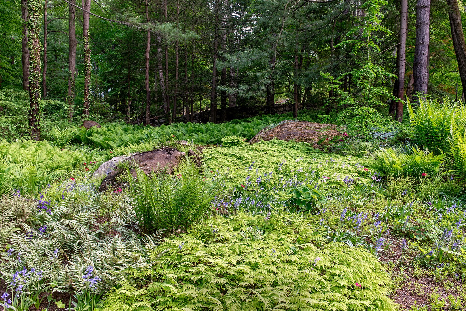 Este hermoso jardín de helechos muestra que estas plantas no son solo rellenos 