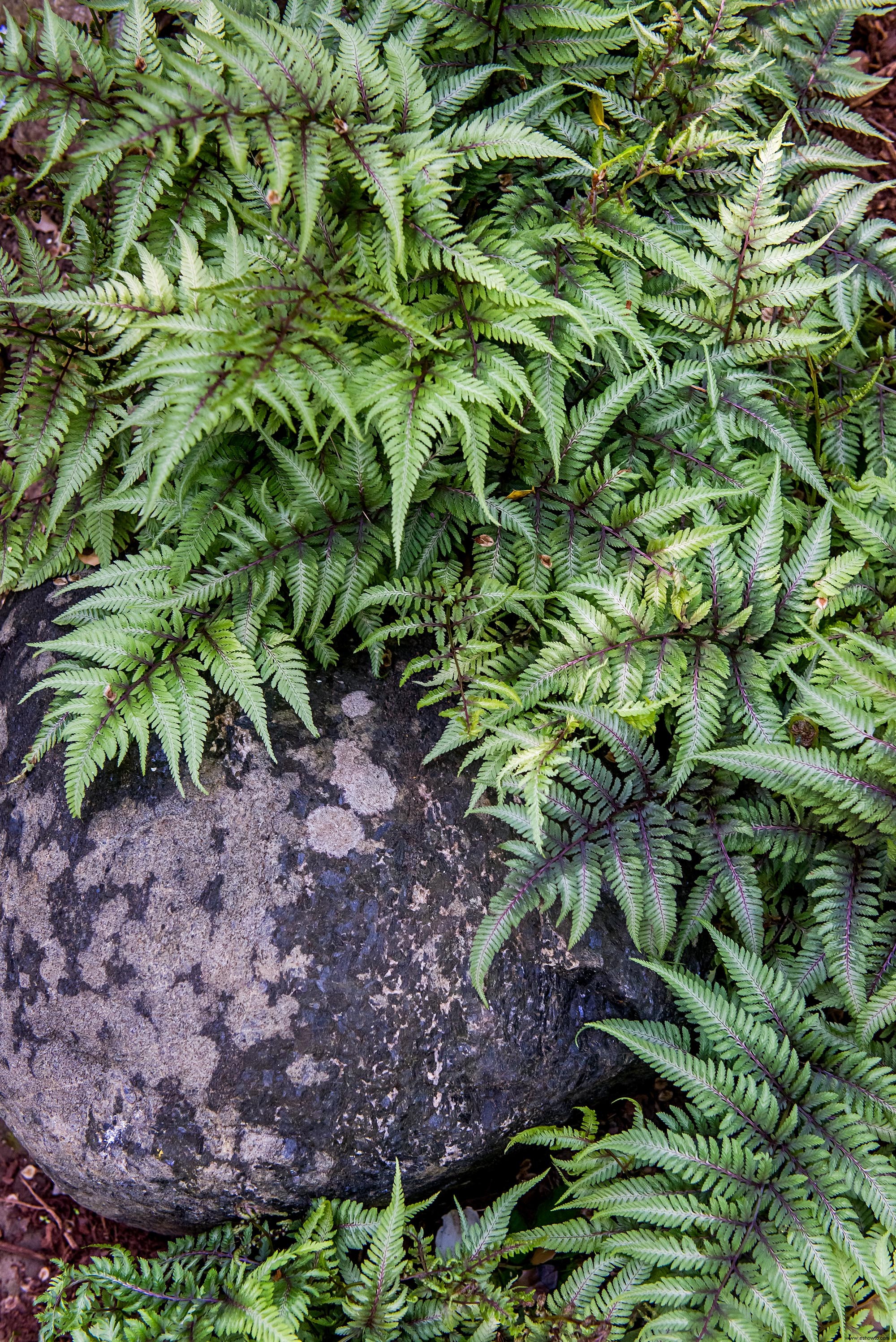 Este hermoso jardín de helechos muestra que estas plantas no son solo rellenos 