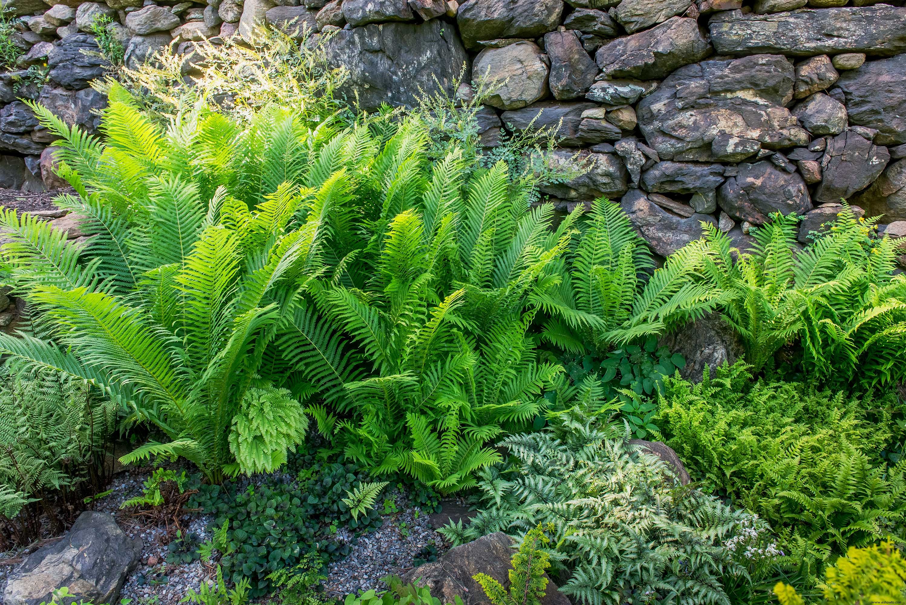 Este hermoso jardín de helechos muestra que estas plantas no son solo rellenos 