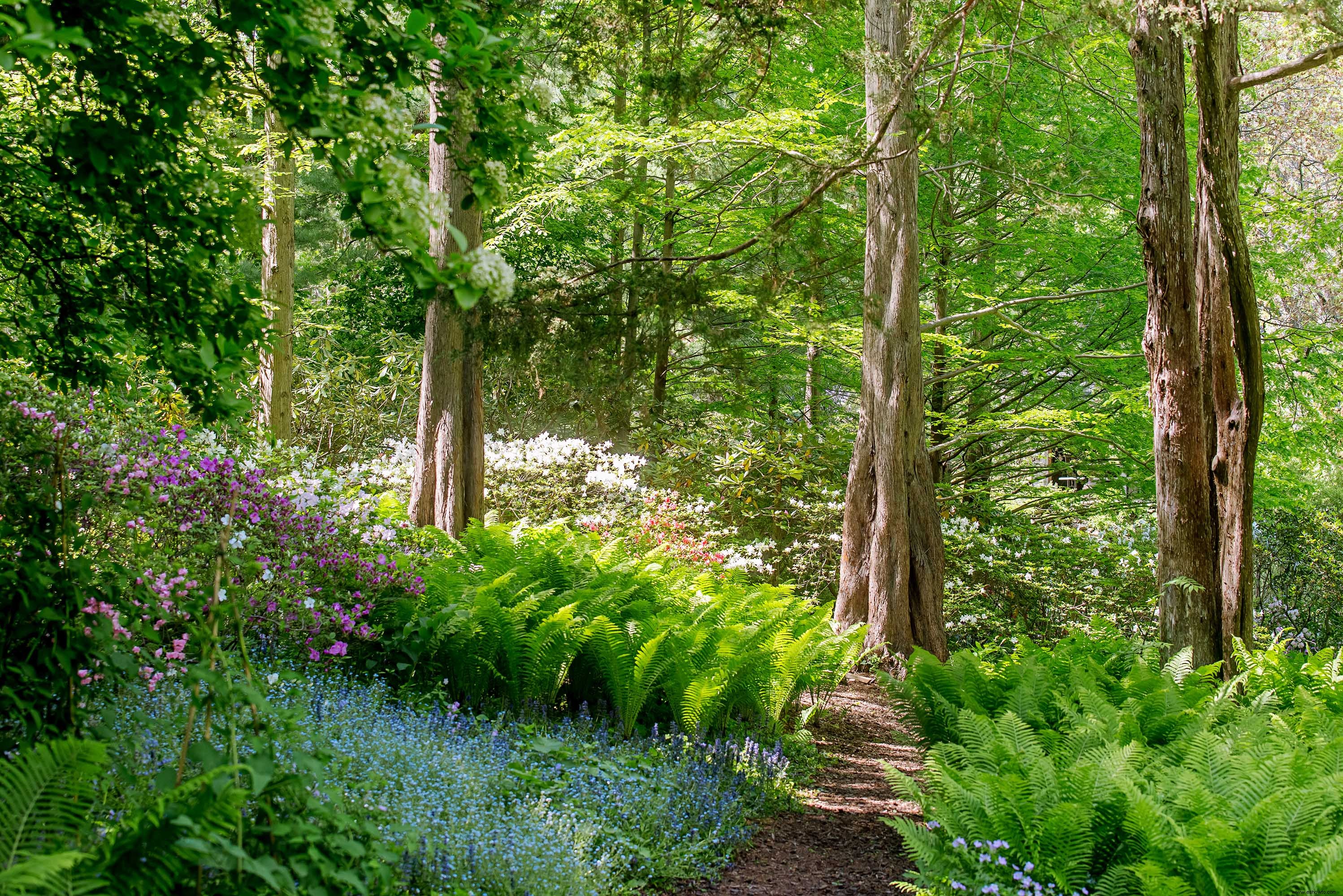 Este hermoso jardín de helechos muestra que estas plantas no son solo rellenos 