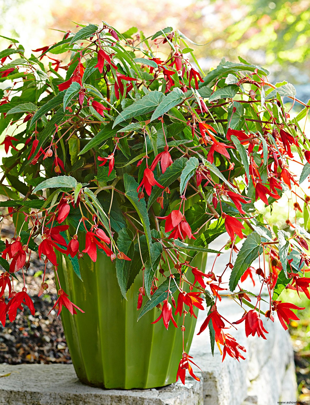 Cuidado de las plantas y variedades de begonias que debes probar 