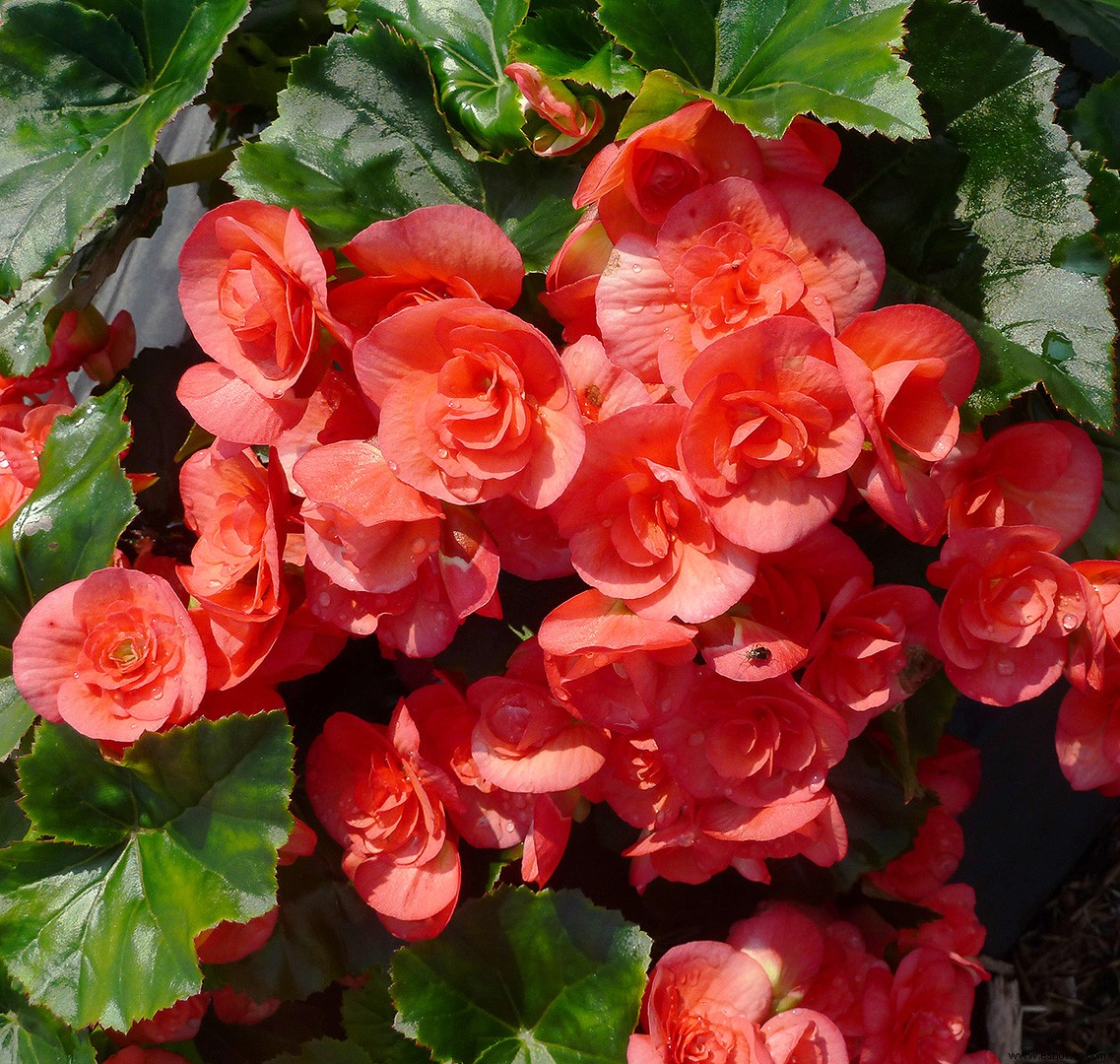 Cuidado de las plantas y variedades de begonias que debes probar 