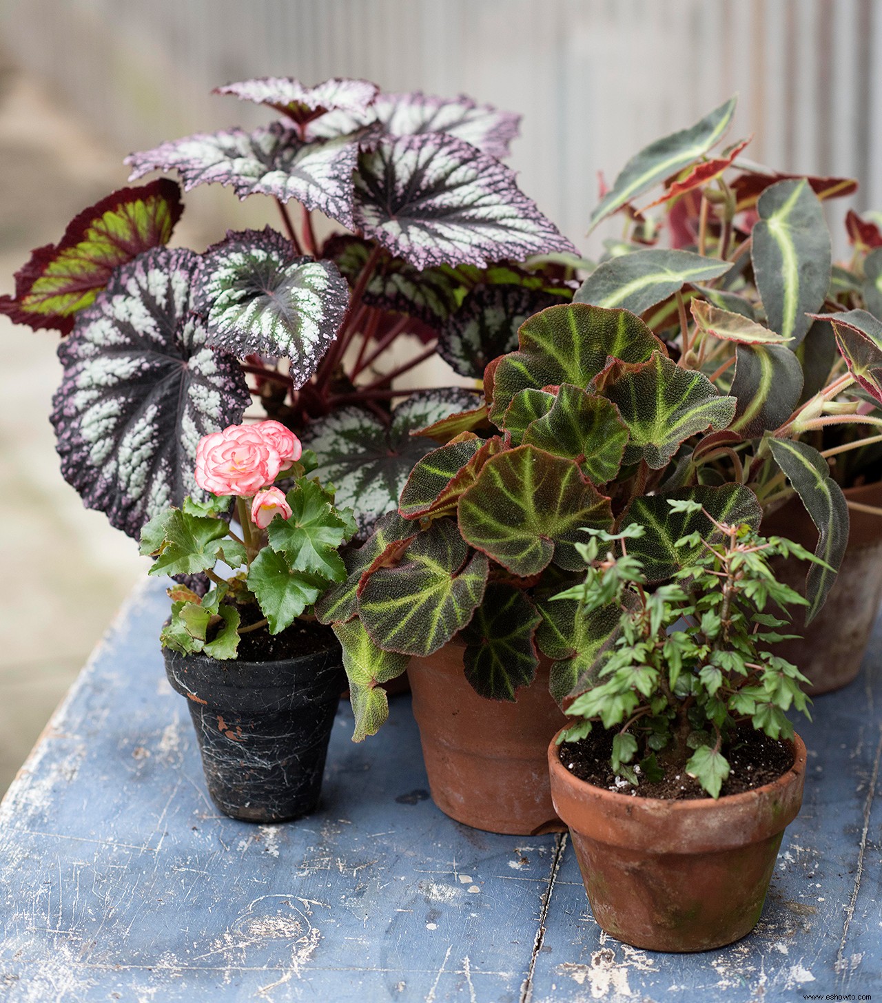 Cuidado de las plantas y variedades de begonias que debes probar 