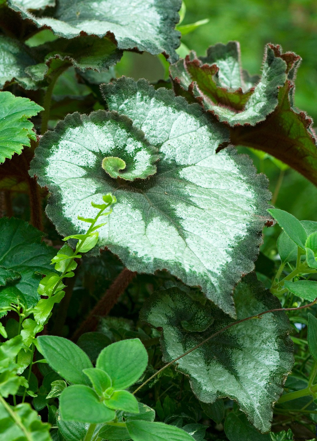 Cuidado de las plantas y variedades de begonias que debes probar 