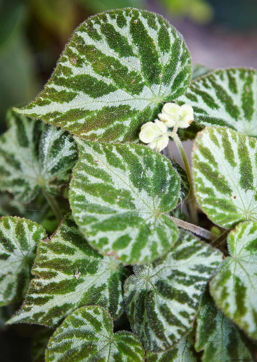 Cuidado de las plantas y variedades de begonias que debes probar 