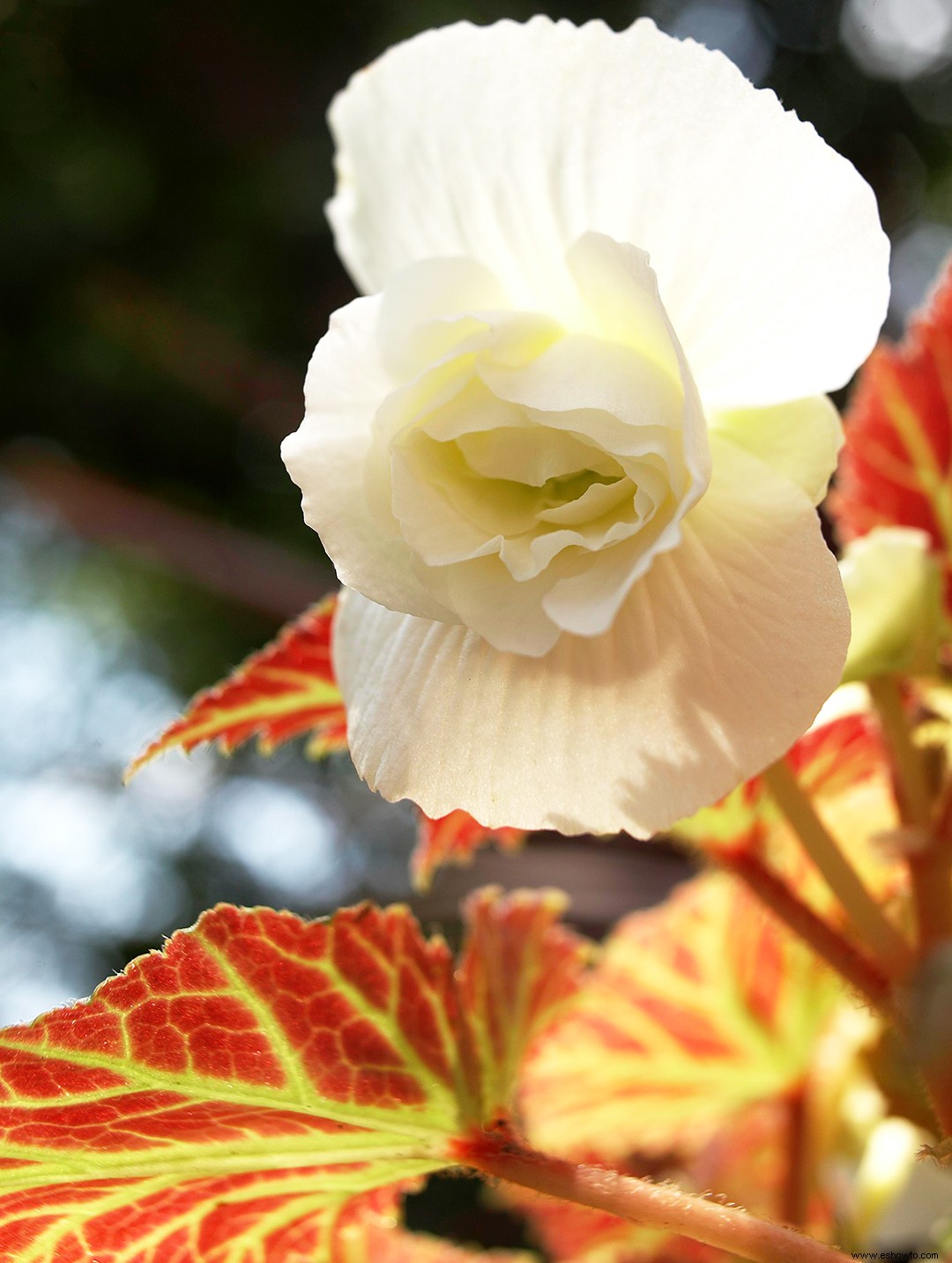 Cuidado de las plantas y variedades de begonias que debes probar 