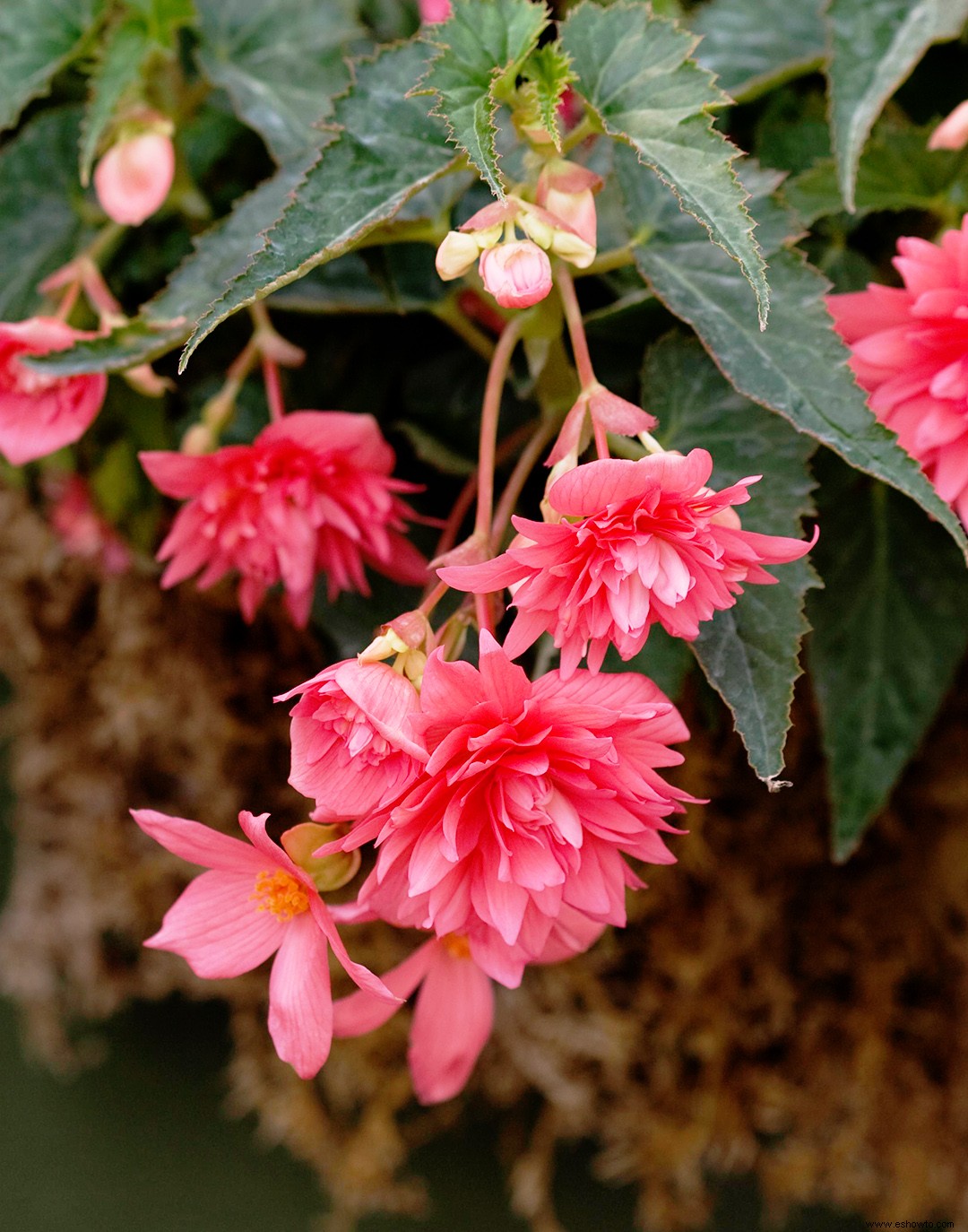 Cuidado de las plantas y variedades de begonias que debes probar 