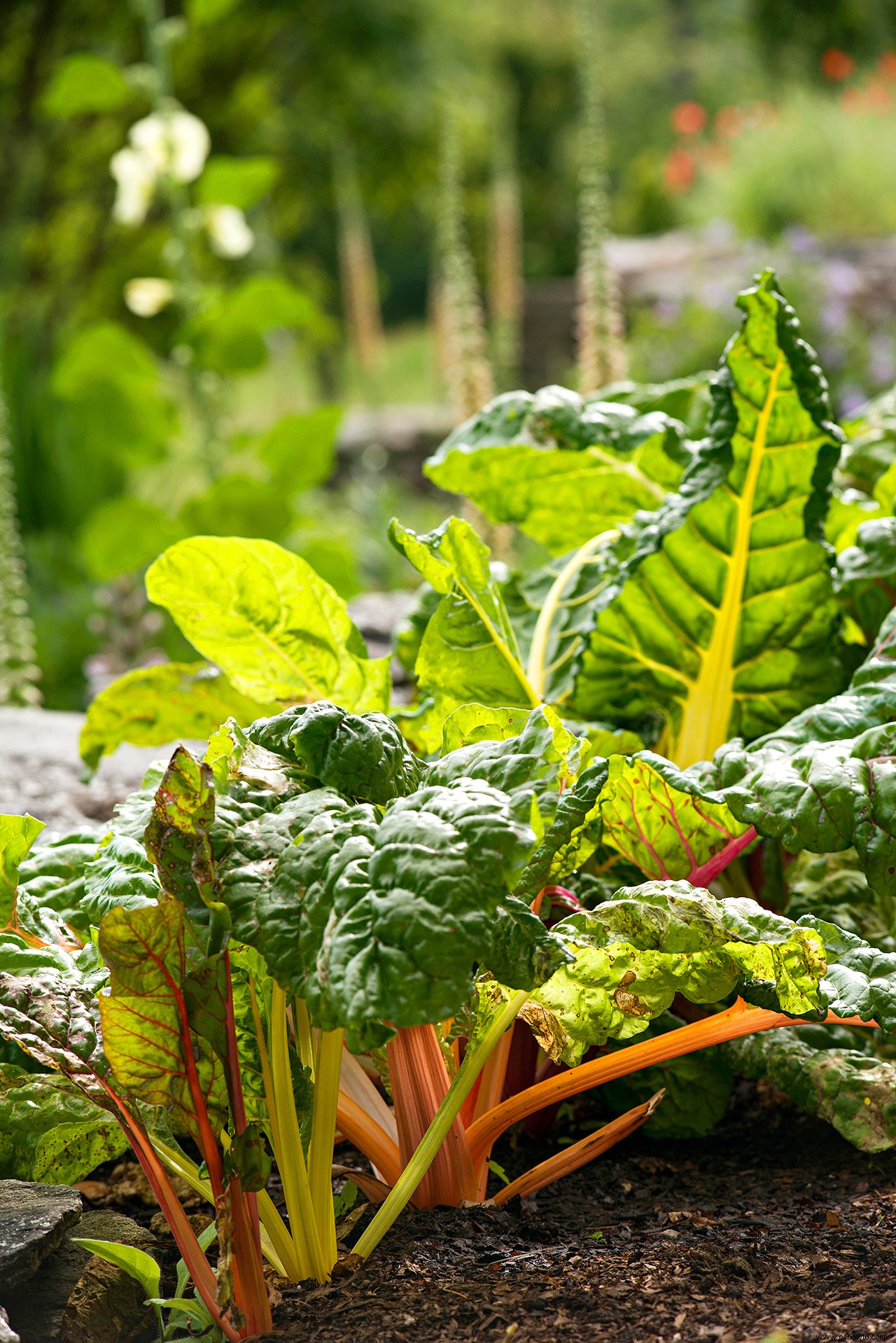 Esta huerta mixta de flores y vegetales rompe maravillosamente todas las reglas 