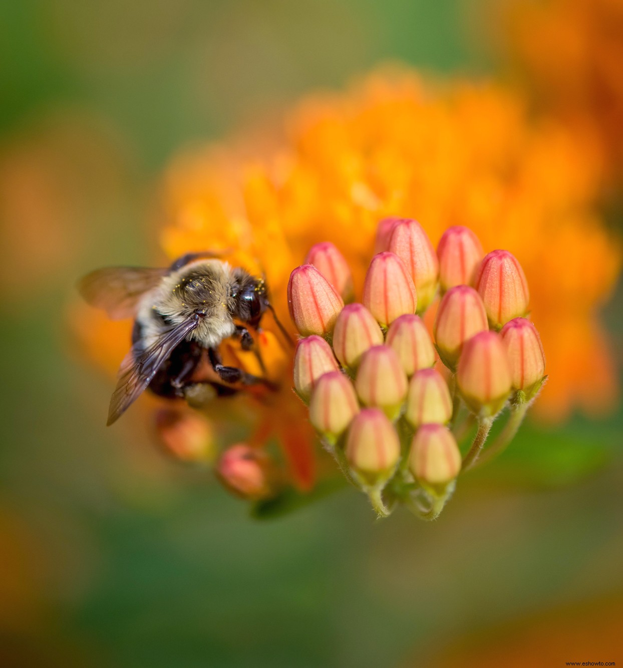 5 sencillos consejos para crear un paisaje propicio para las abejas 