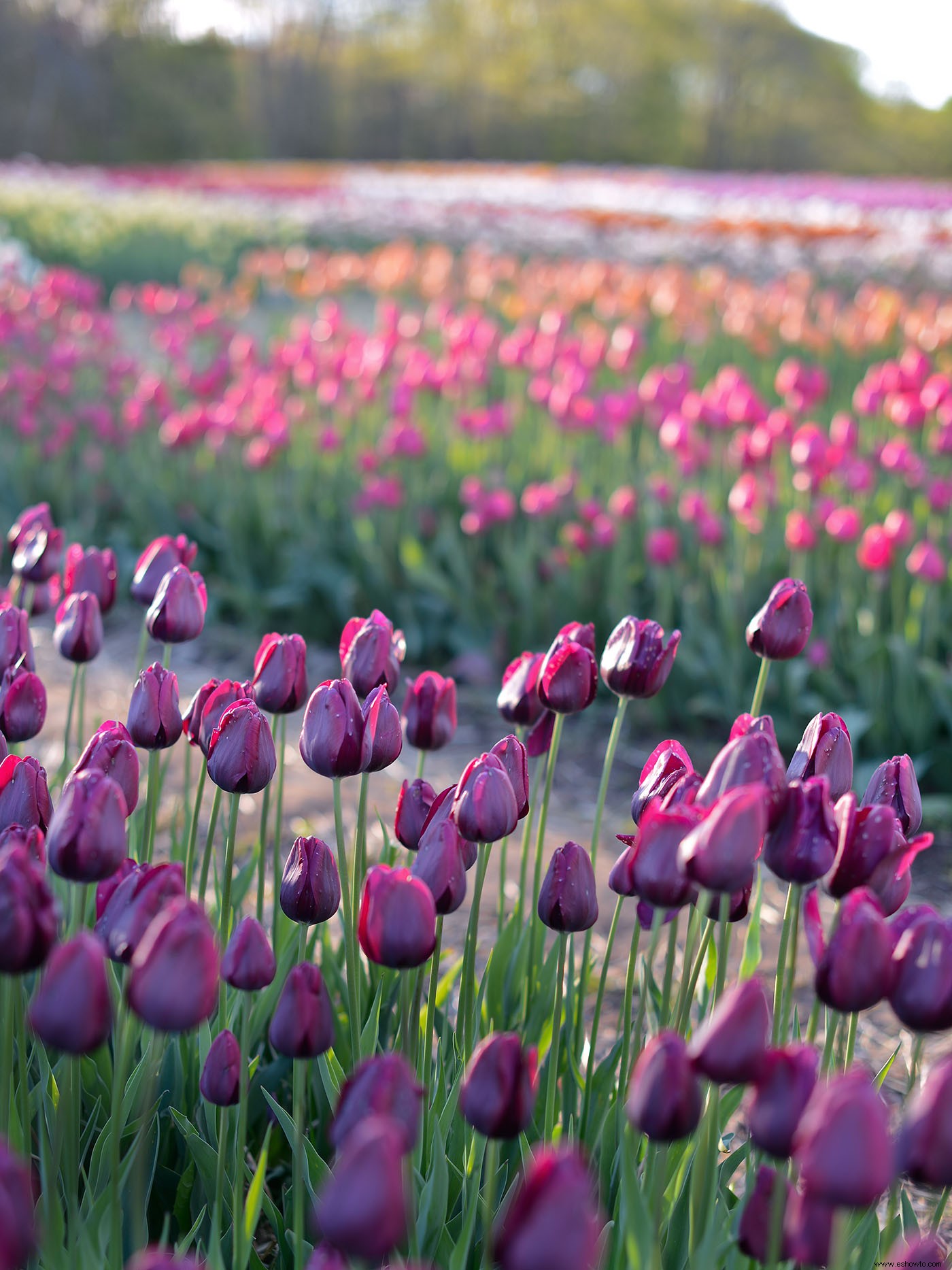 7 datos que todo amante de los tulipanes debe saber 