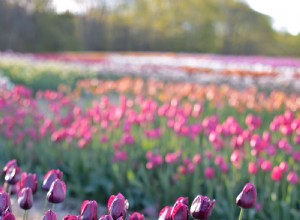 7 Curiosidades Fascinantes sobre Tulipanes que Todo Aficionado Debe Conocer