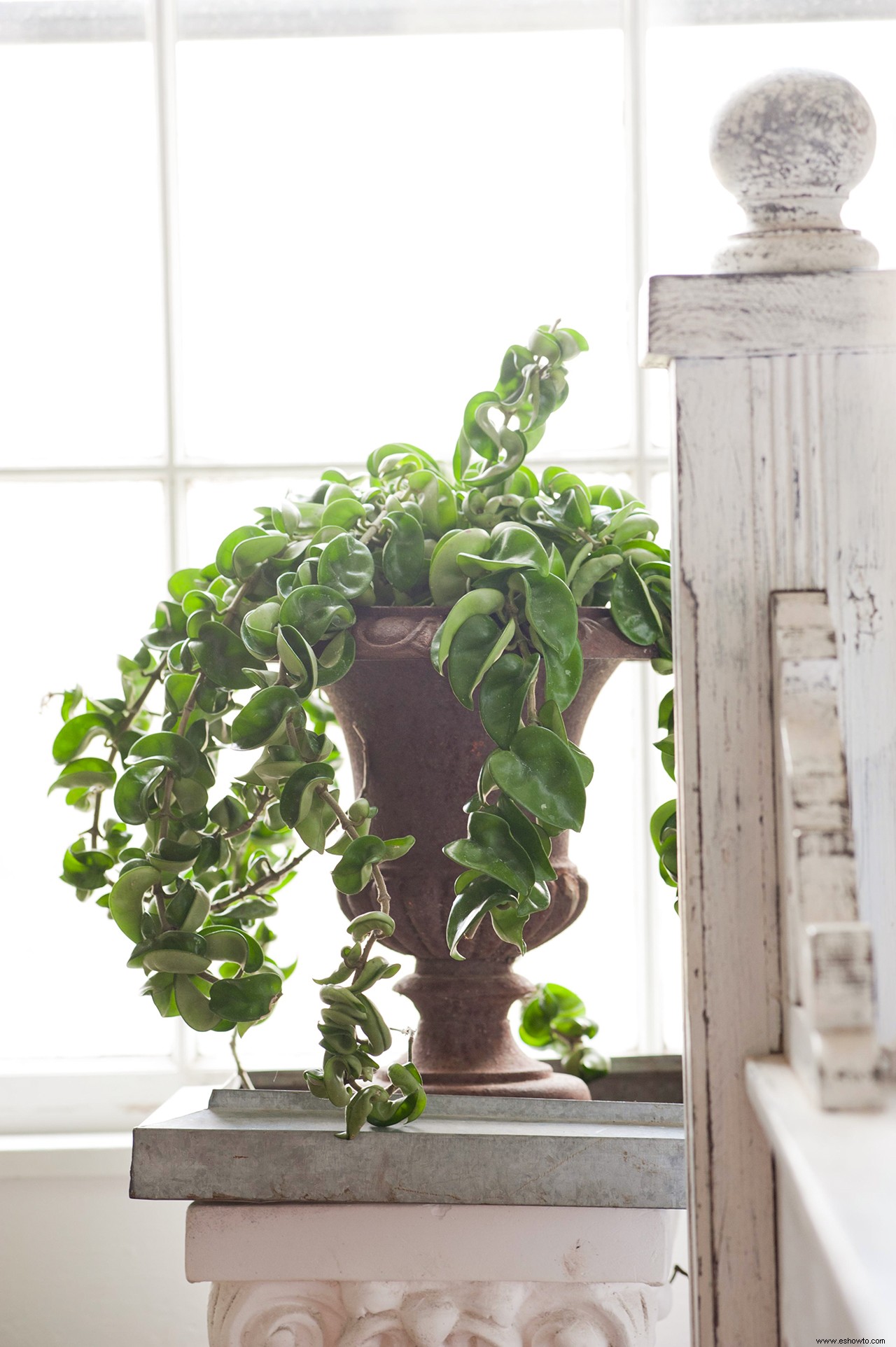 Hoya es la planta de interior de los años 70 que está regresando 