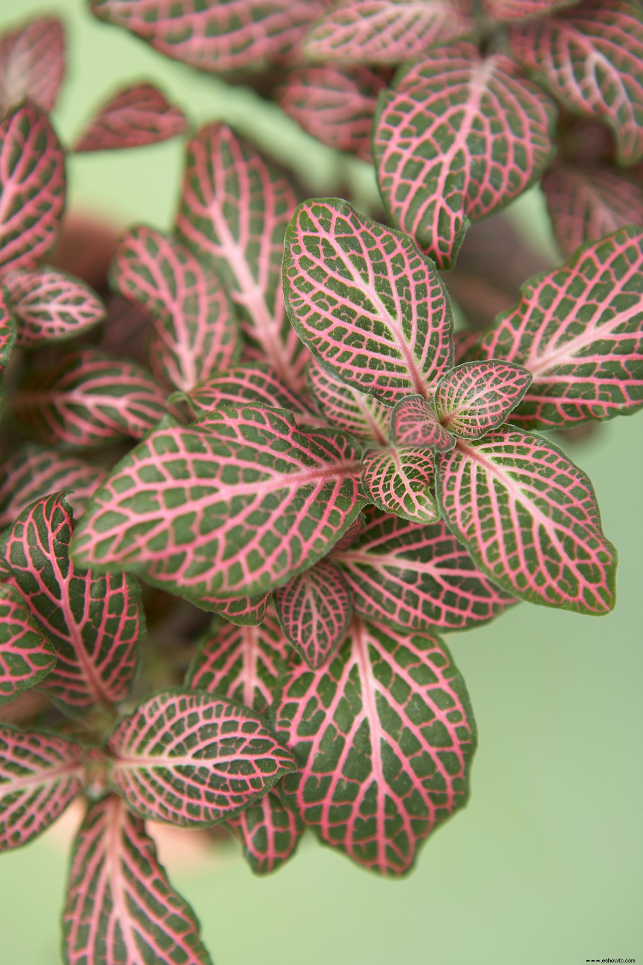 15 de las plantas rosadas más bonitas para cultivar en interiores o exteriores en su jardín 