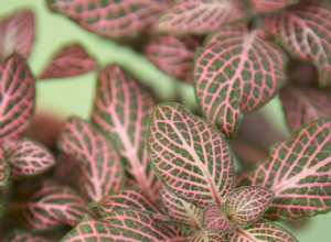 15 plantas con follaje rosado más espectaculares para interiores y jardines exteriores