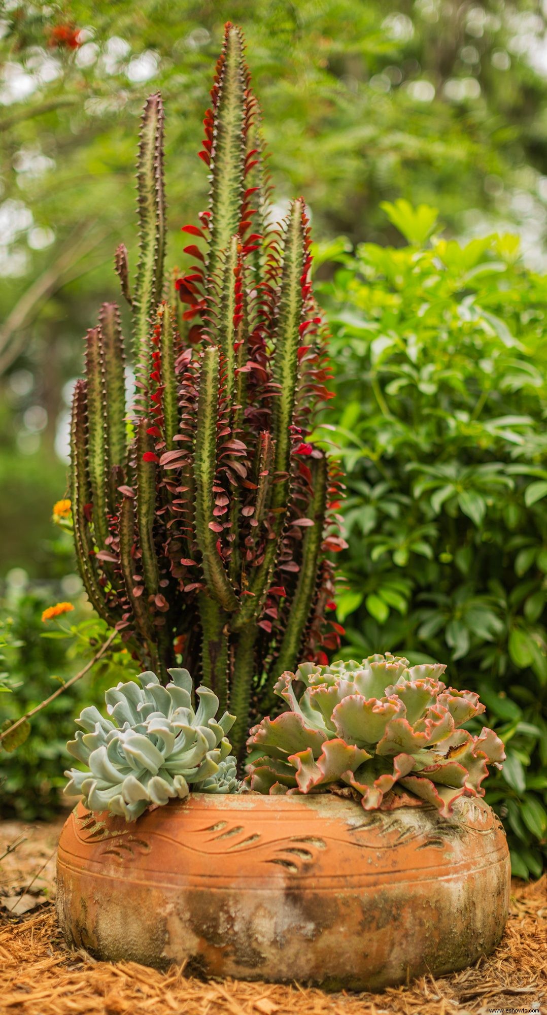 15 de las plantas rosadas más bonitas para cultivar en interiores o exteriores en su jardín 