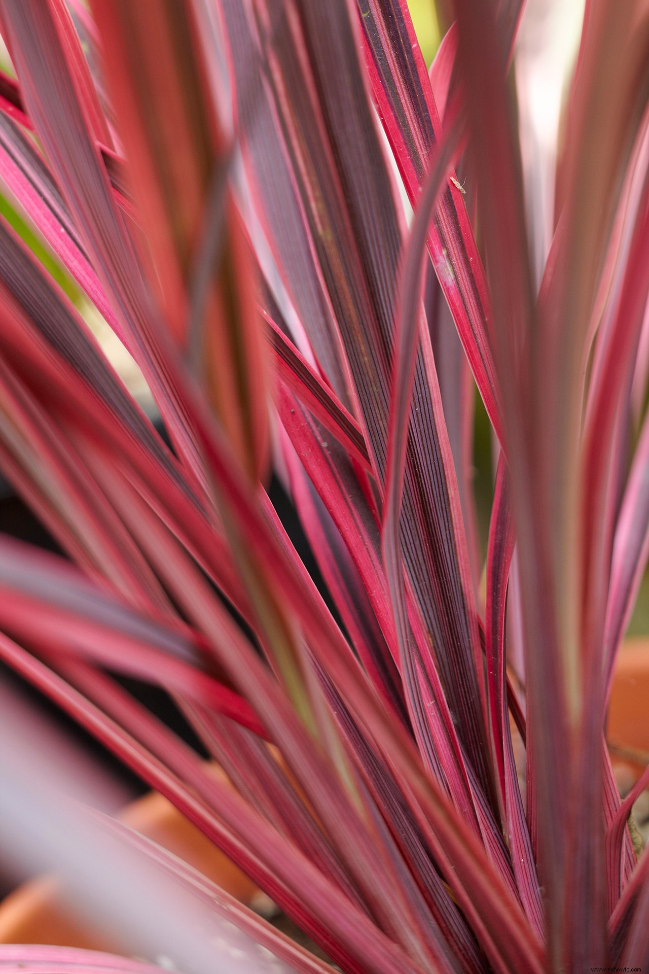 15 de las plantas rosadas más bonitas para cultivar en interiores o exteriores en su jardín 