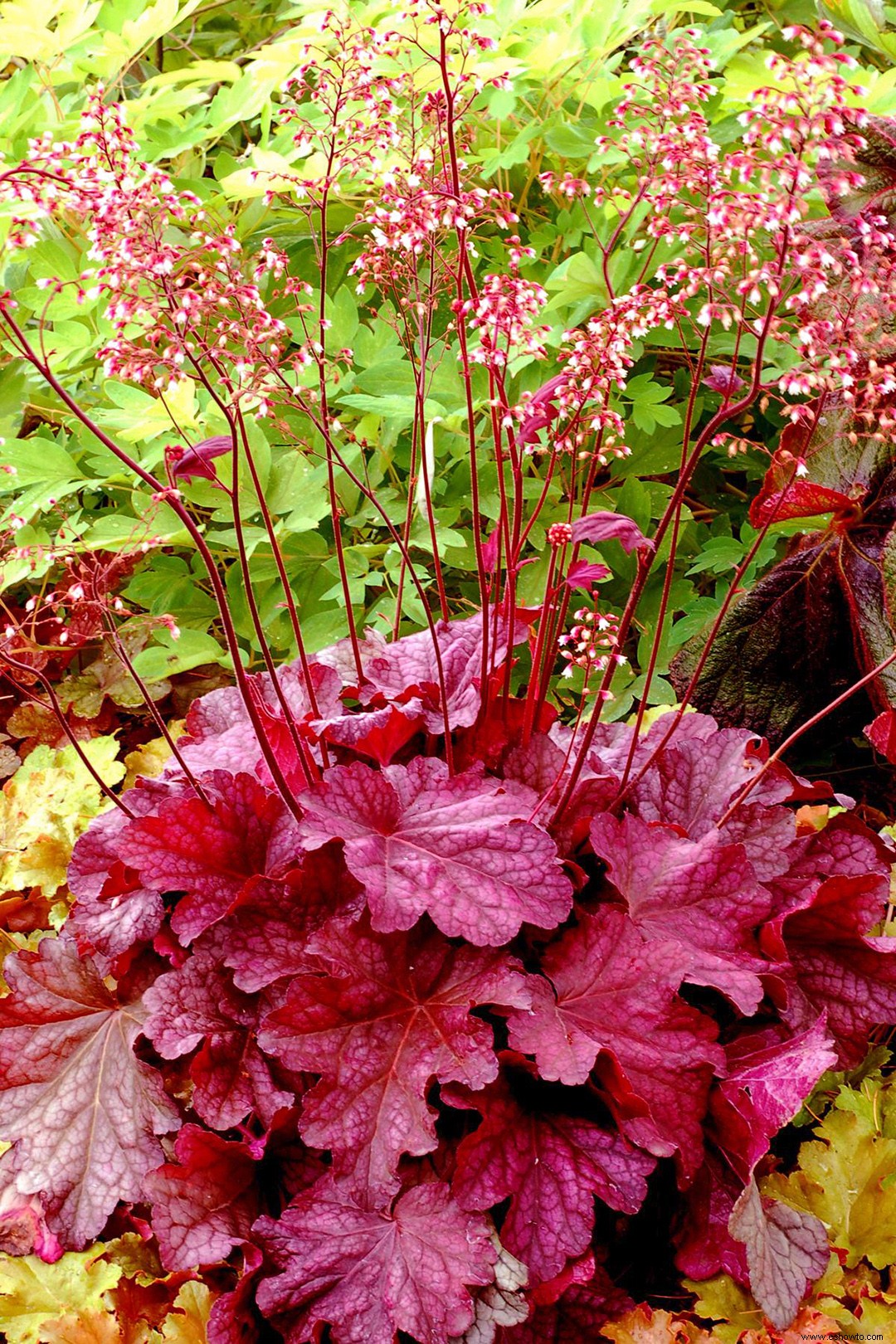 15 de las plantas rosadas más bonitas para cultivar en interiores o exteriores en su jardín 