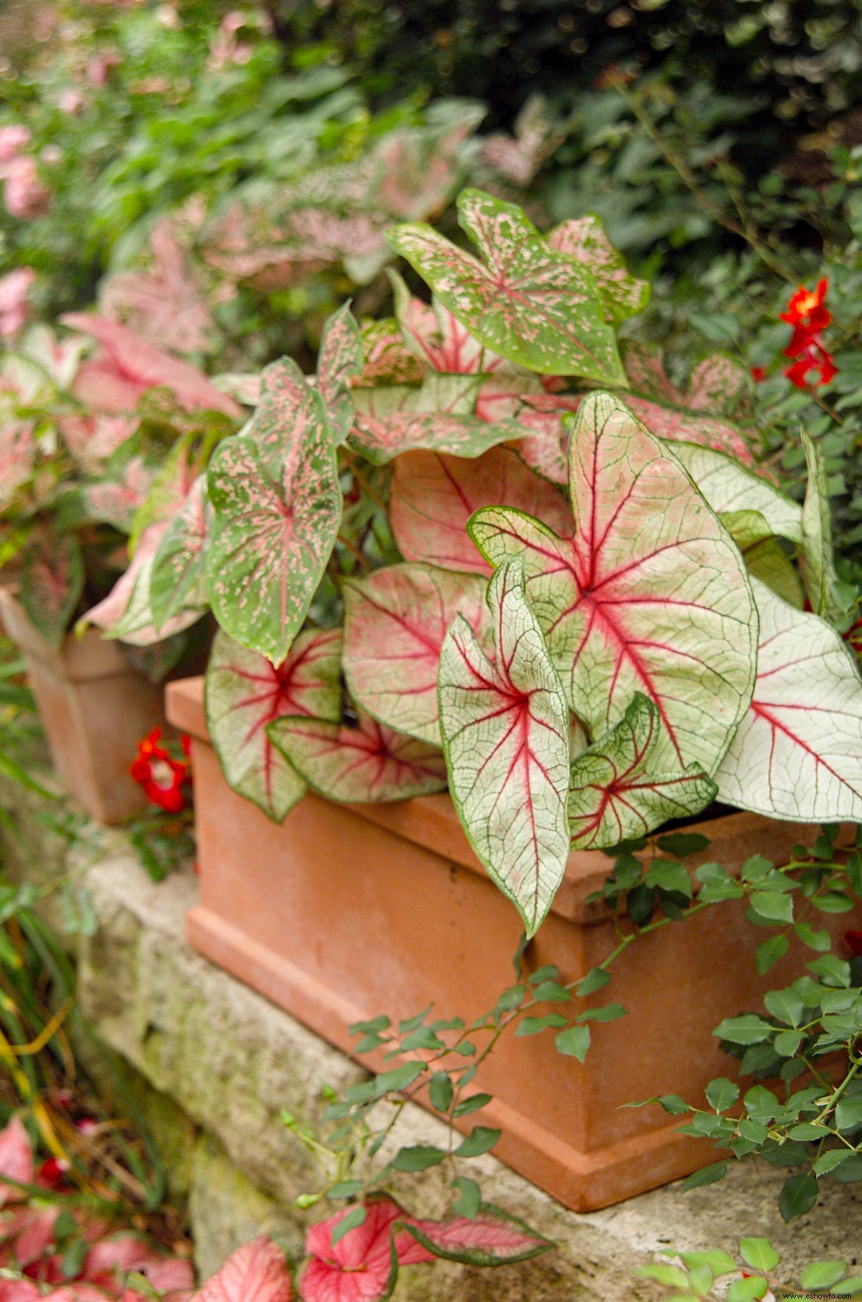 15 de las plantas rosadas más bonitas para cultivar en interiores o exteriores en su jardín 