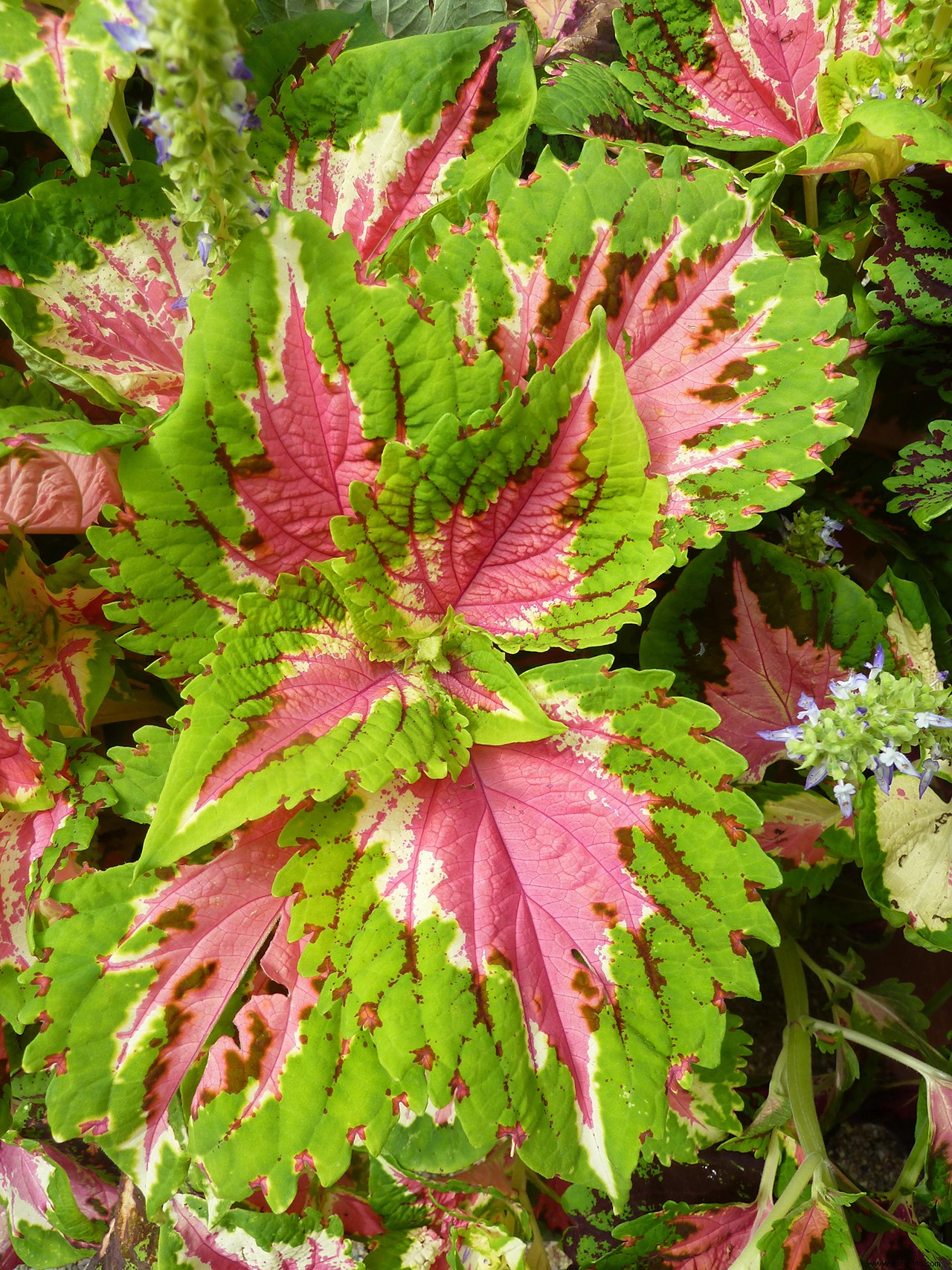 15 de las plantas rosadas más bonitas para cultivar en interiores o exteriores en su jardín 