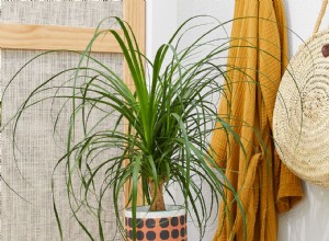 Las 5 Plantas de Interior Más Resistentes: Sobreviven Semanas Sin Luz ni Agua