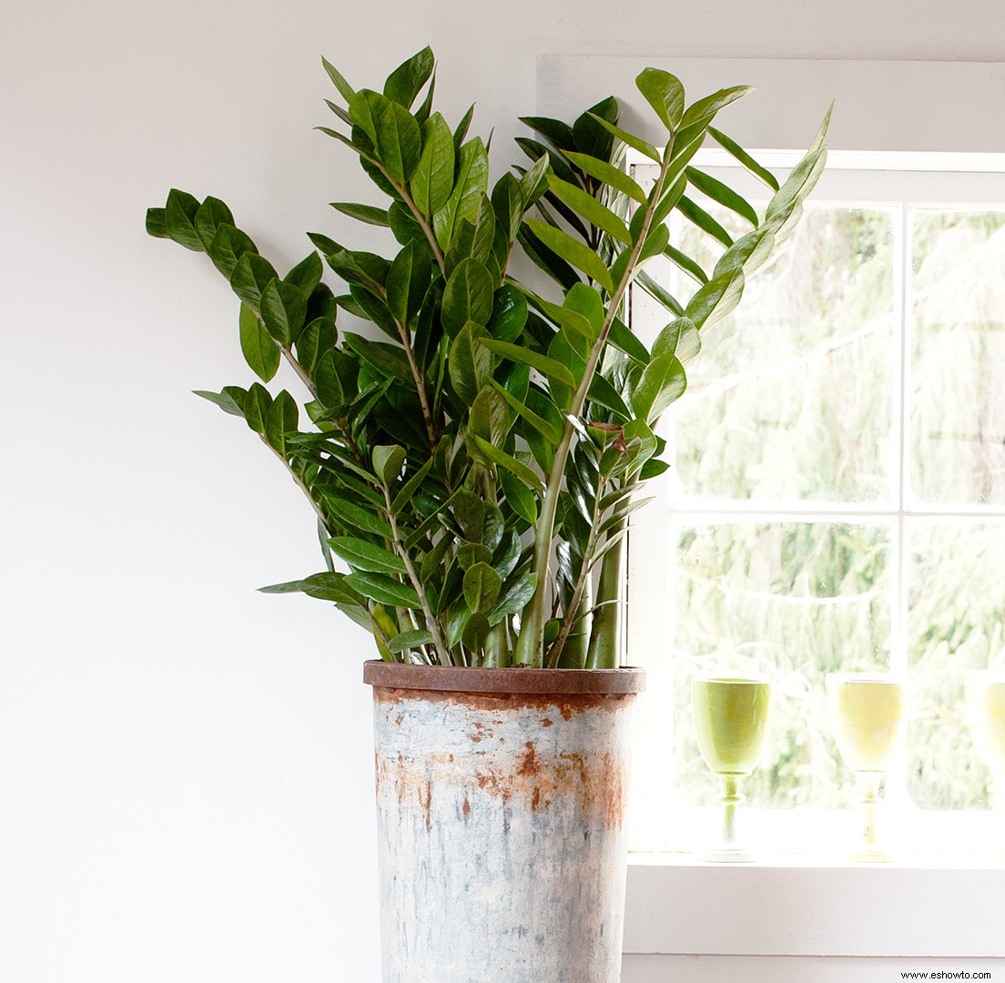 Estas 5 plantas de interior son tan duras que pueden sobrevivir sin luz ni agua durante semanas 