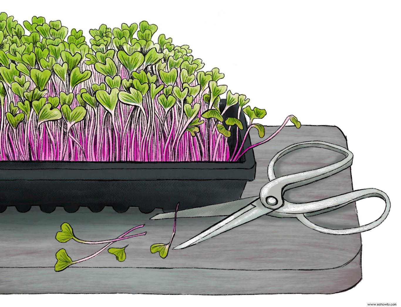 ¿Qué son los microvegetales? Esto es lo que necesita saber para cultivar el suyo propio 