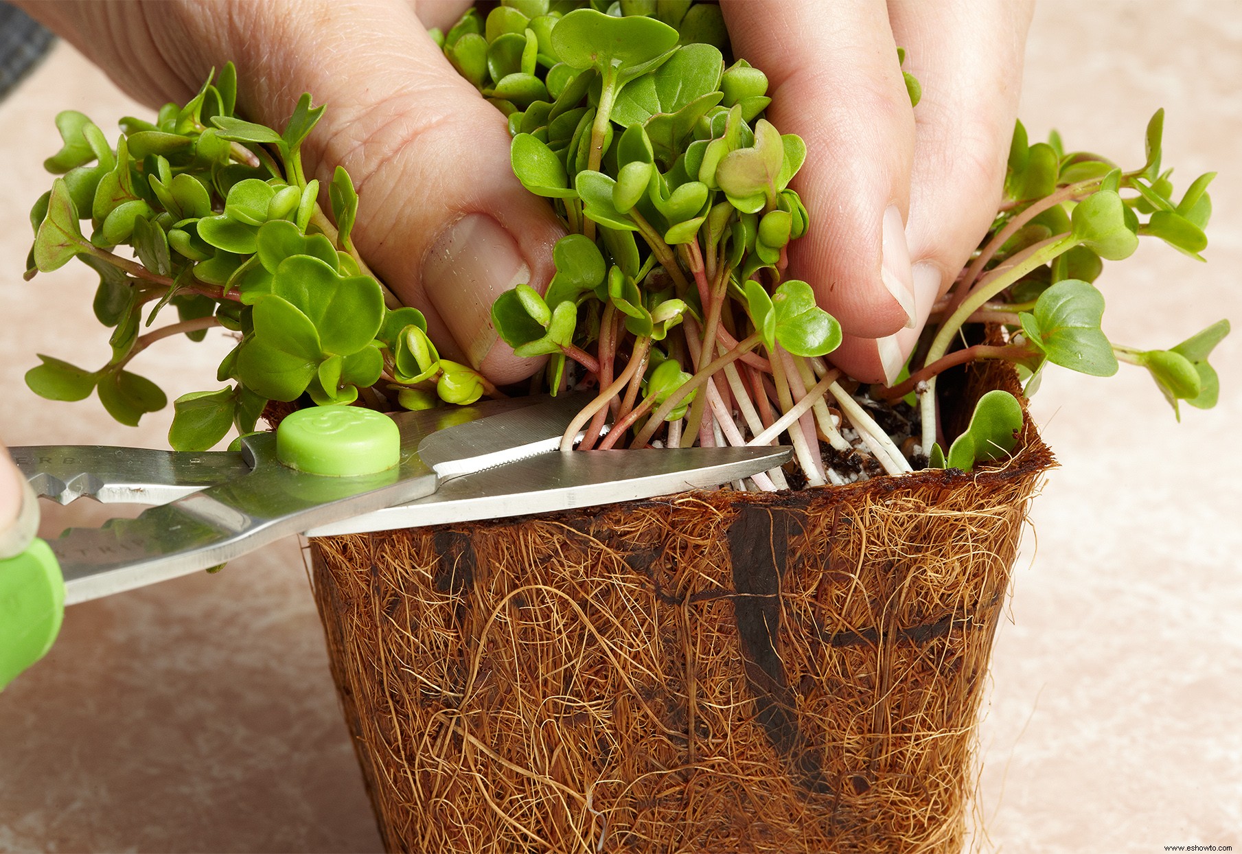 ¿Qué son los microvegetales? Esto es lo que necesita saber para cultivar el suyo propio 