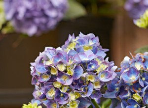 6 Curiosidades Fascinantes sobre las Hortensias que Probablemente No Conocías