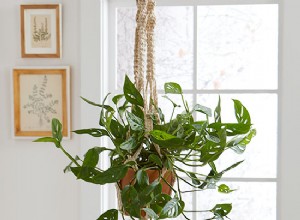 Guía Completa para Instalar Ganchos para Plantas Colgantes en Casa